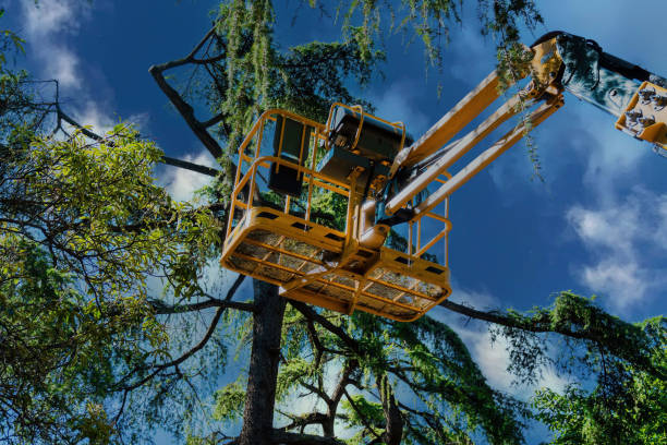 Professional Tree Services in Buzzards Bay, MA